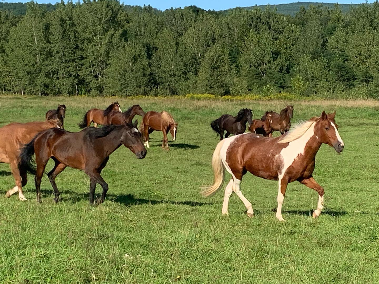 Mustang Valley Sanctuary