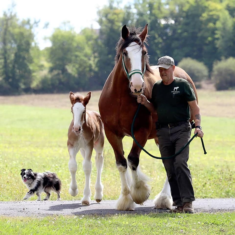 HBH Clydesdales