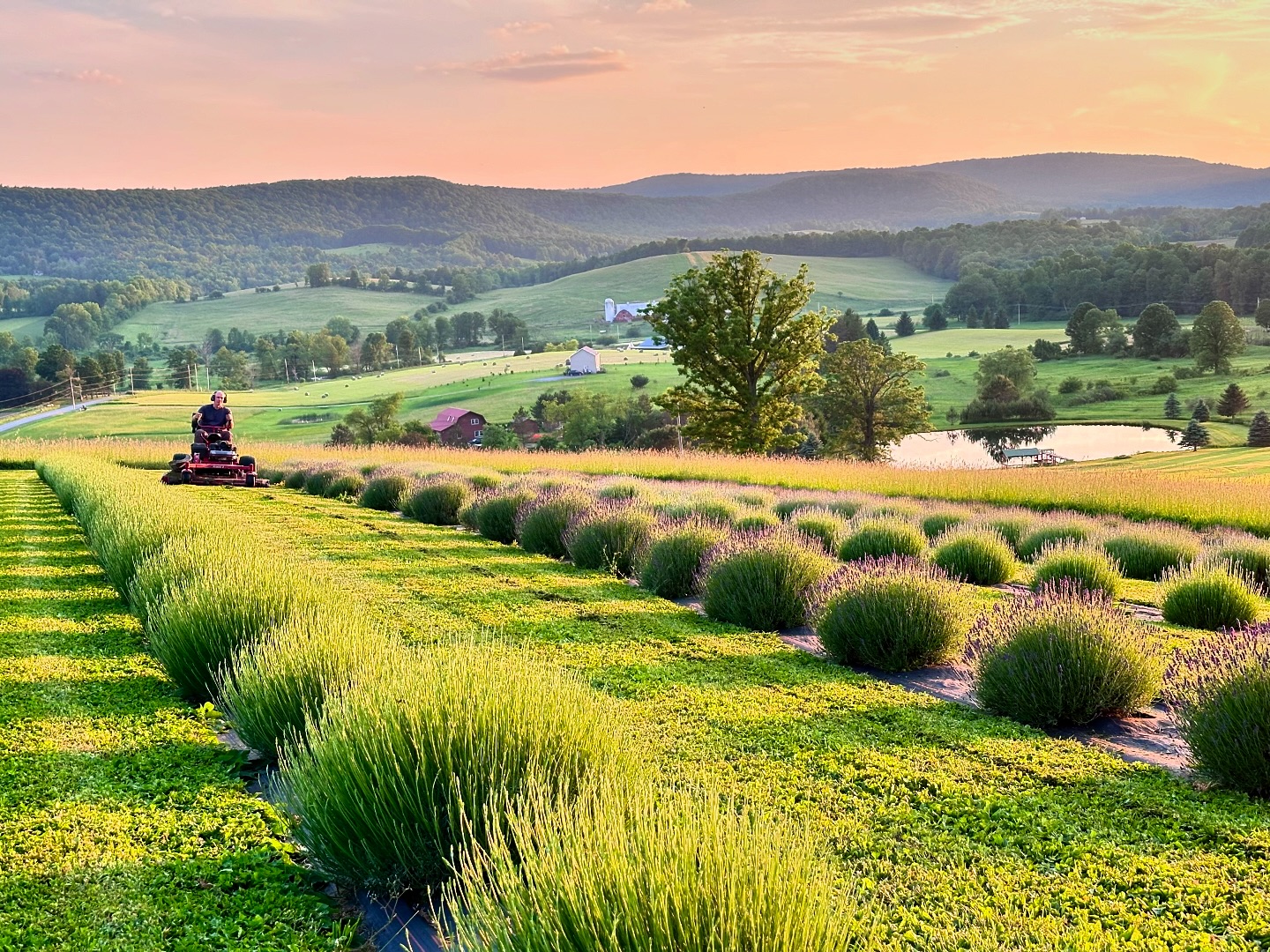 Slate Hill Lavender Farm