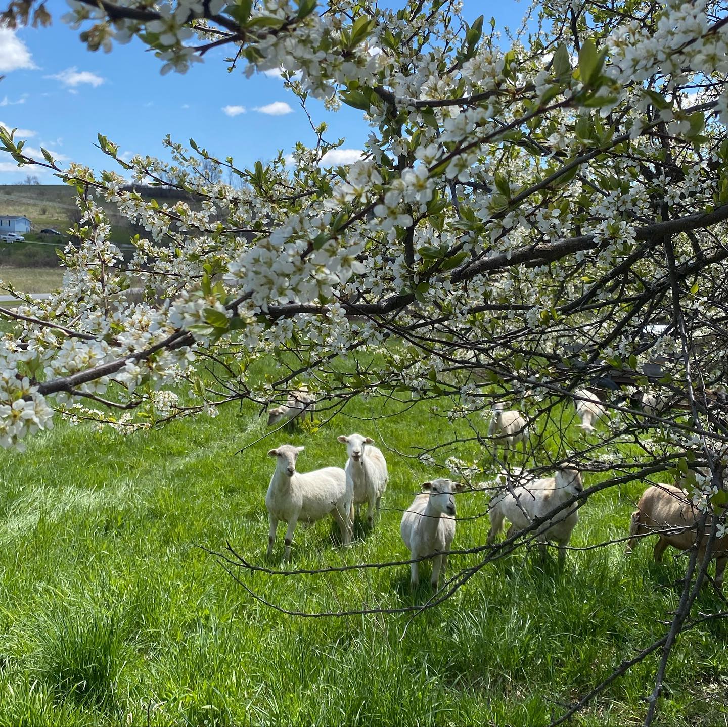 Black Willow Pond Farm