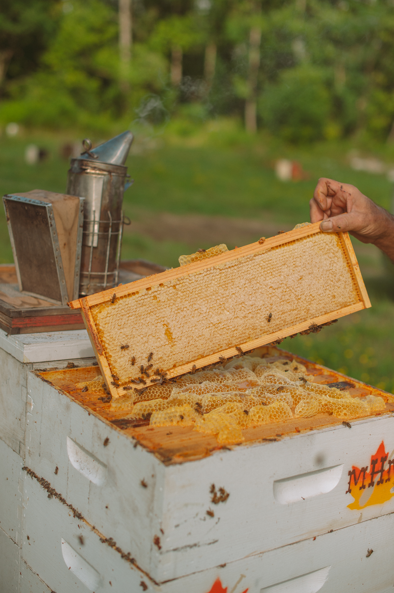 Mickle Hollow Maple and Honey