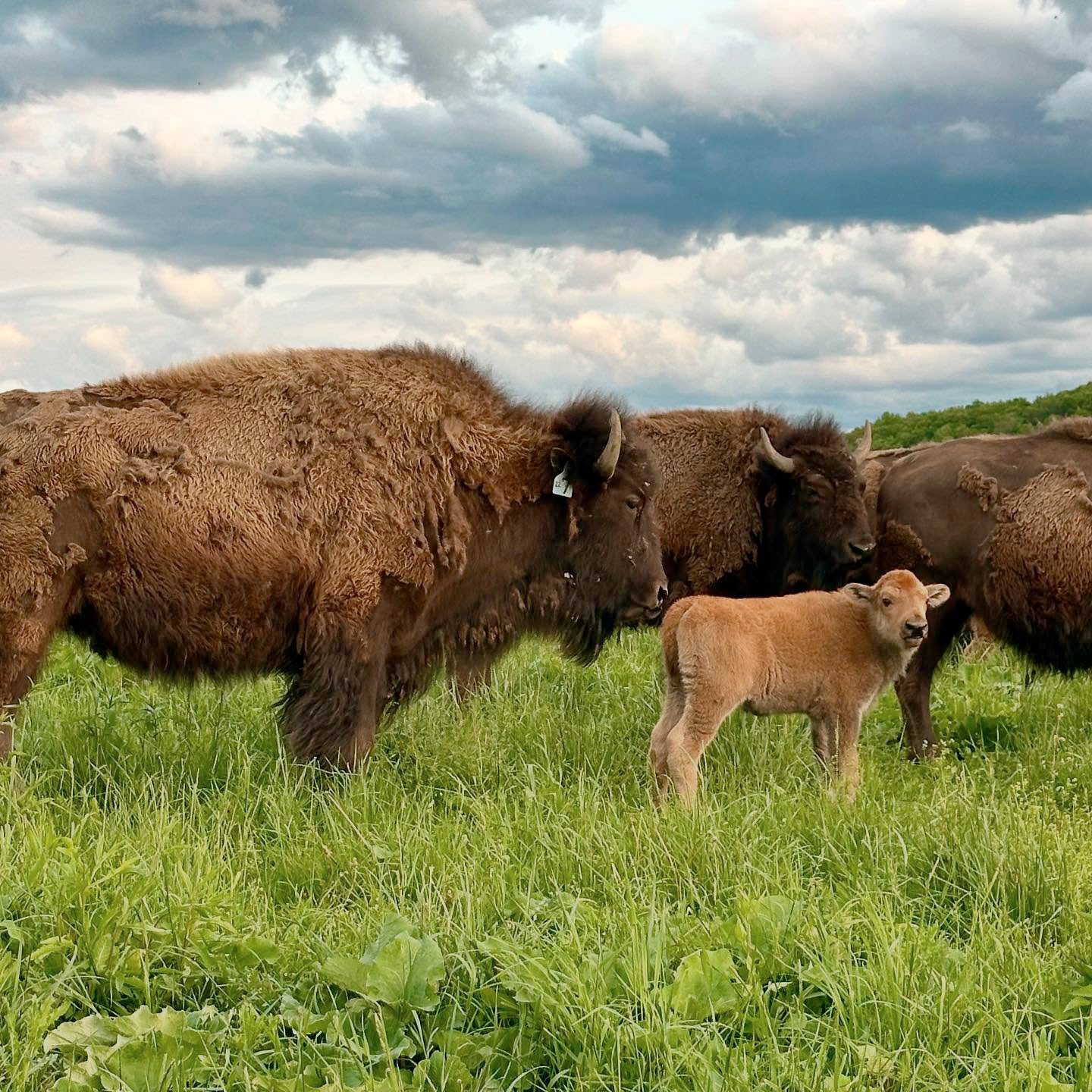 Bison Island Ranch