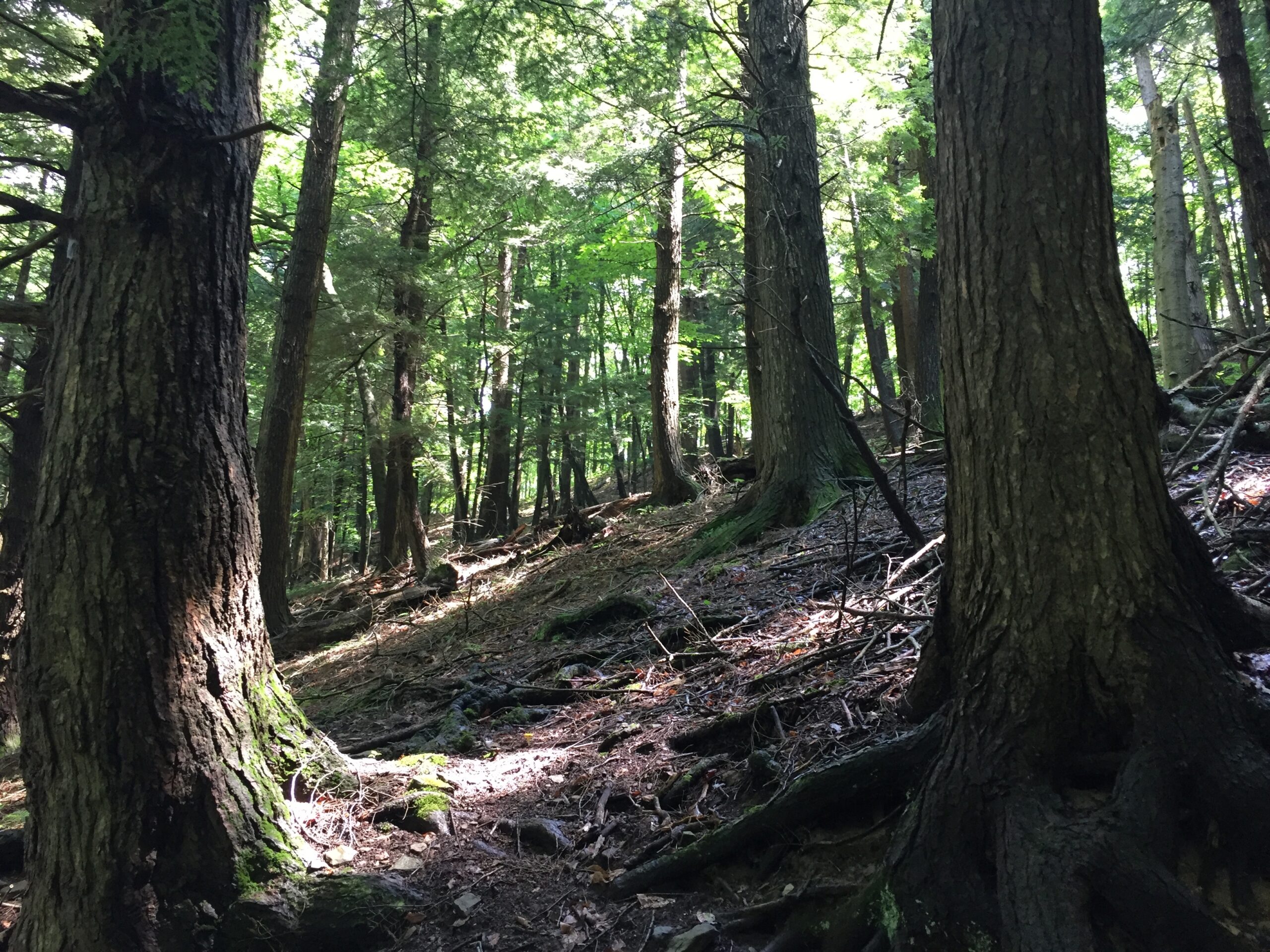 Old Growth Forest
