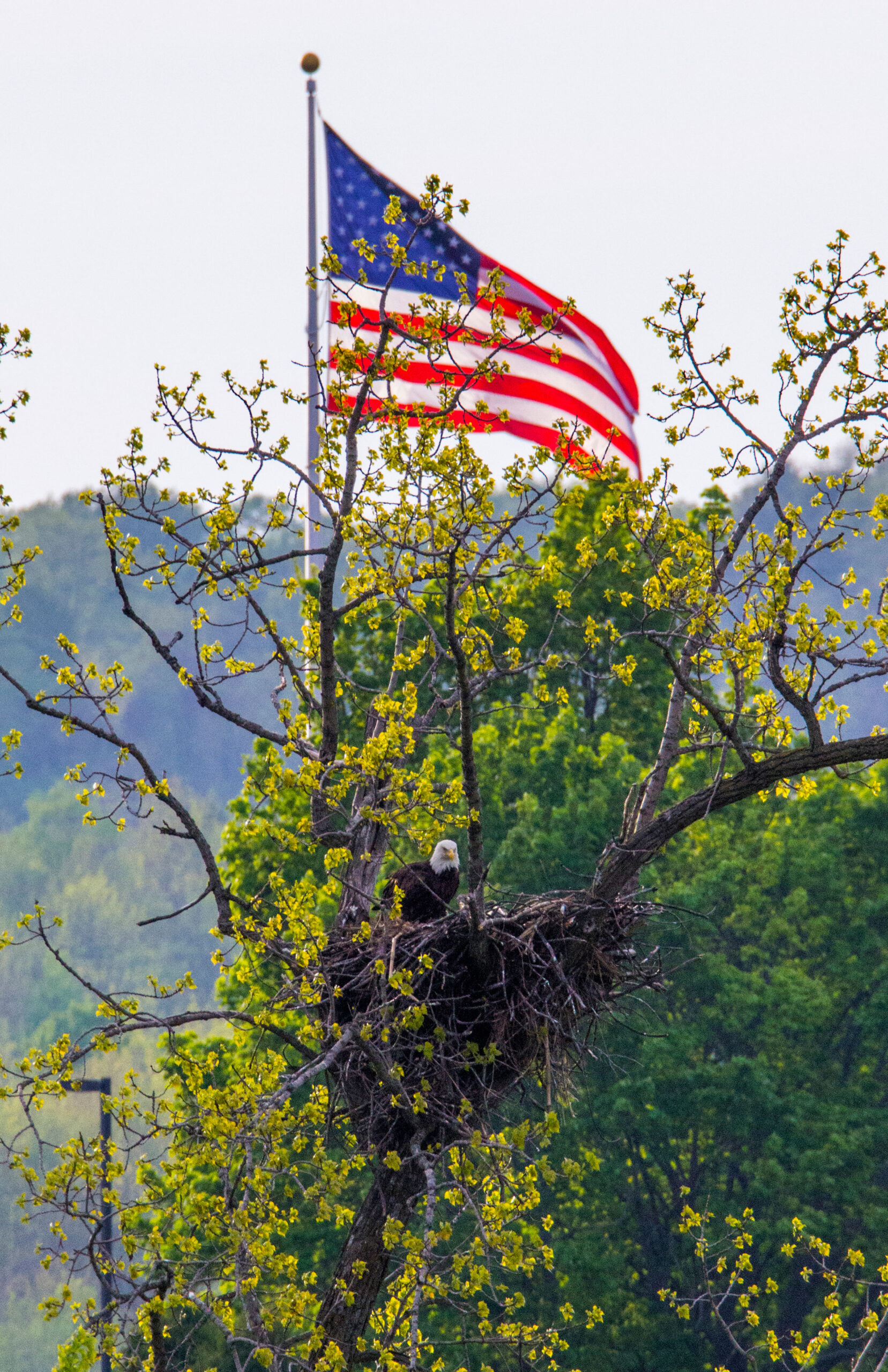 Schoharie County Eagle Trail