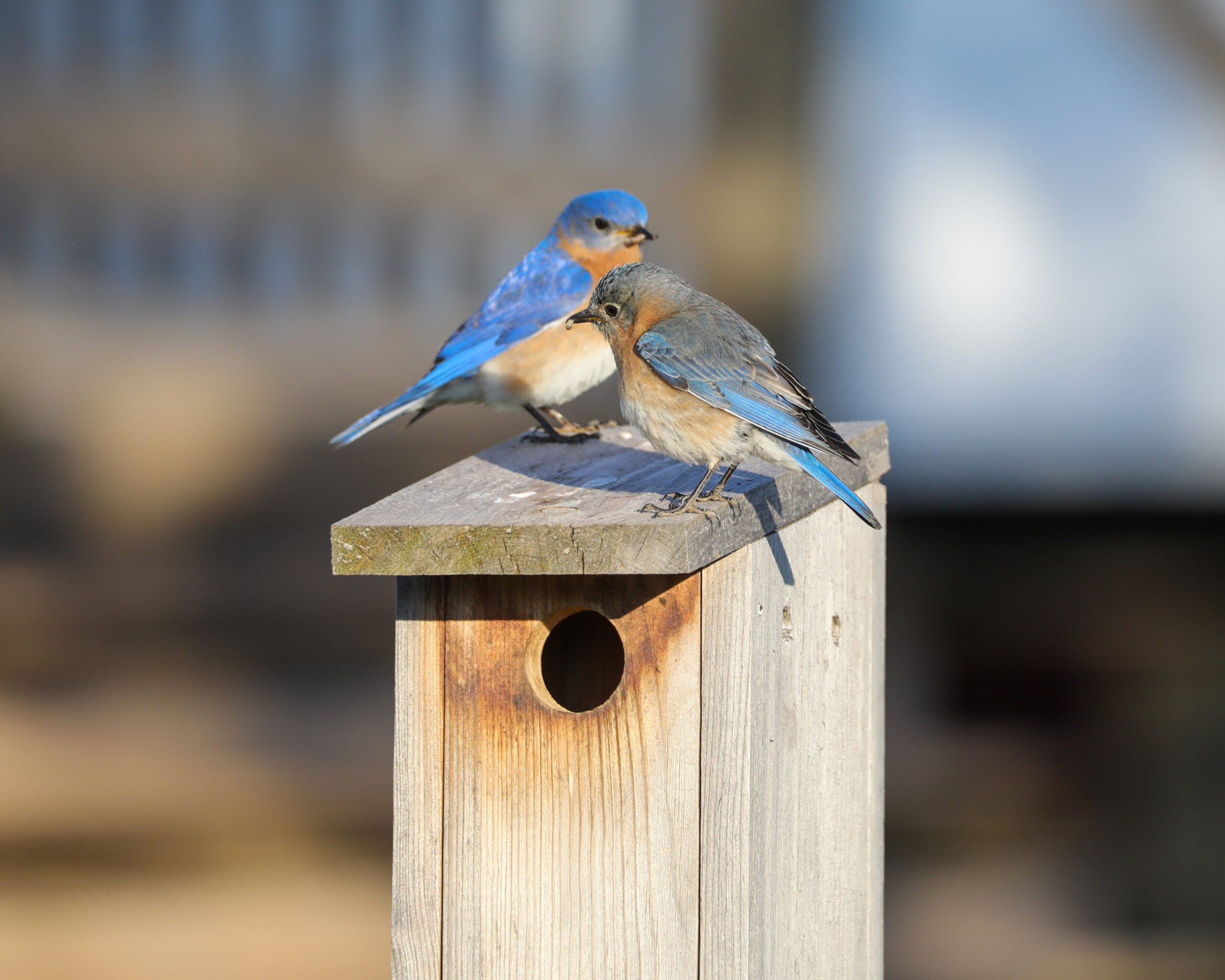 Birding Through the Seasons