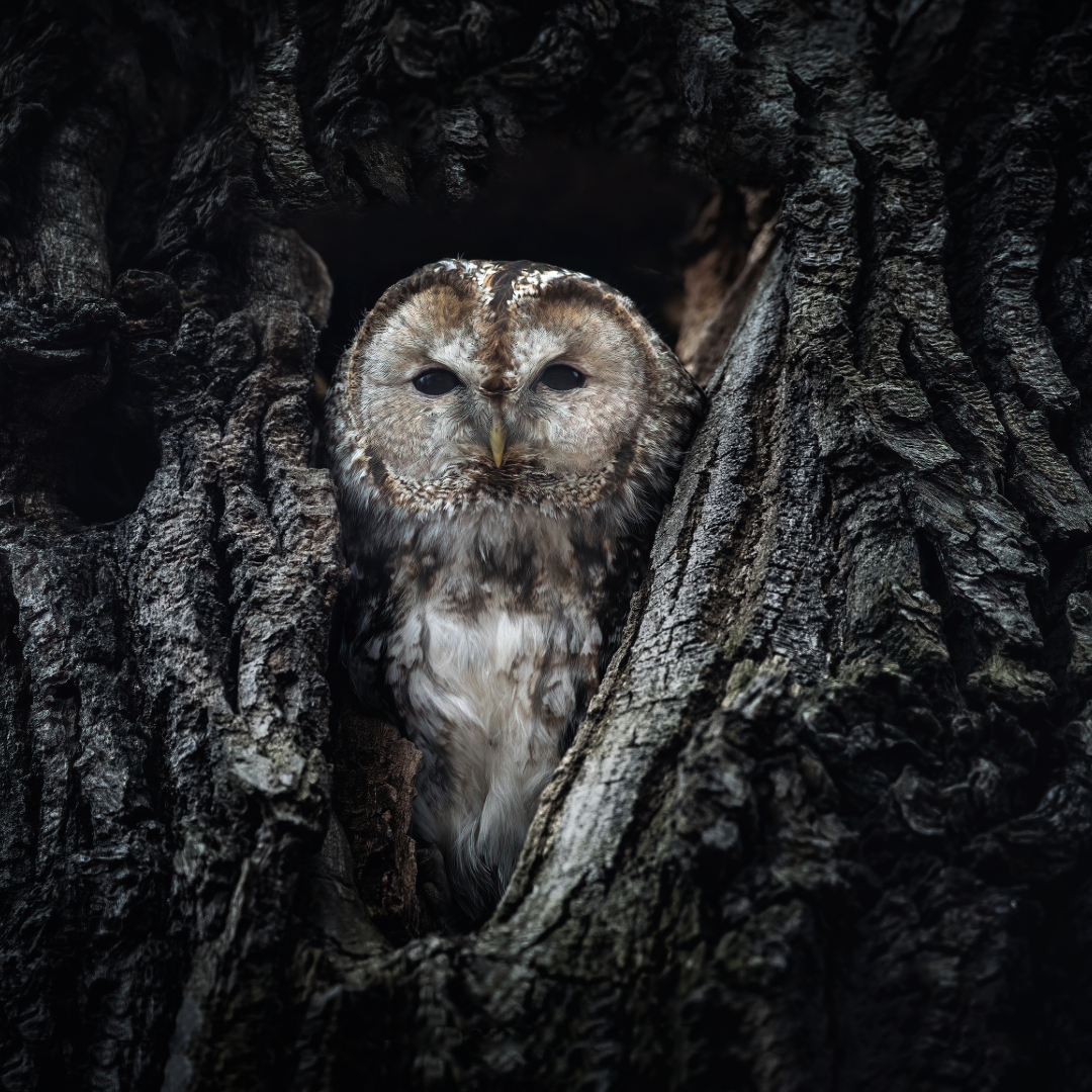 Owl in the dark woods