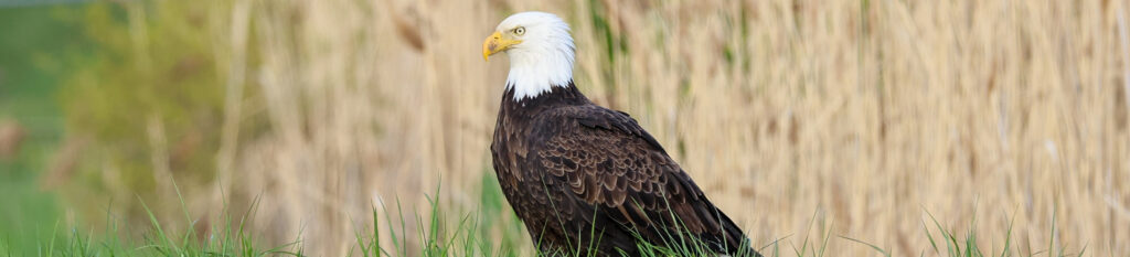 Spring into this three-day birding adventure!
